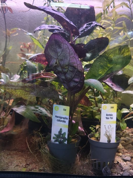 Diversas plantas aquário