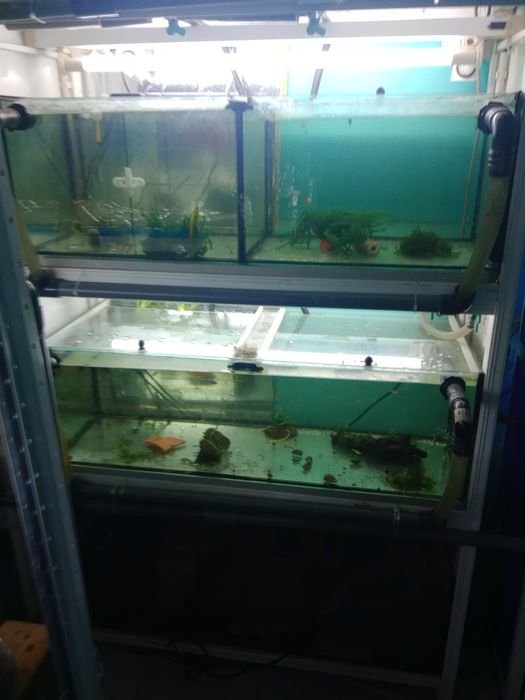 Bateria aquário criação