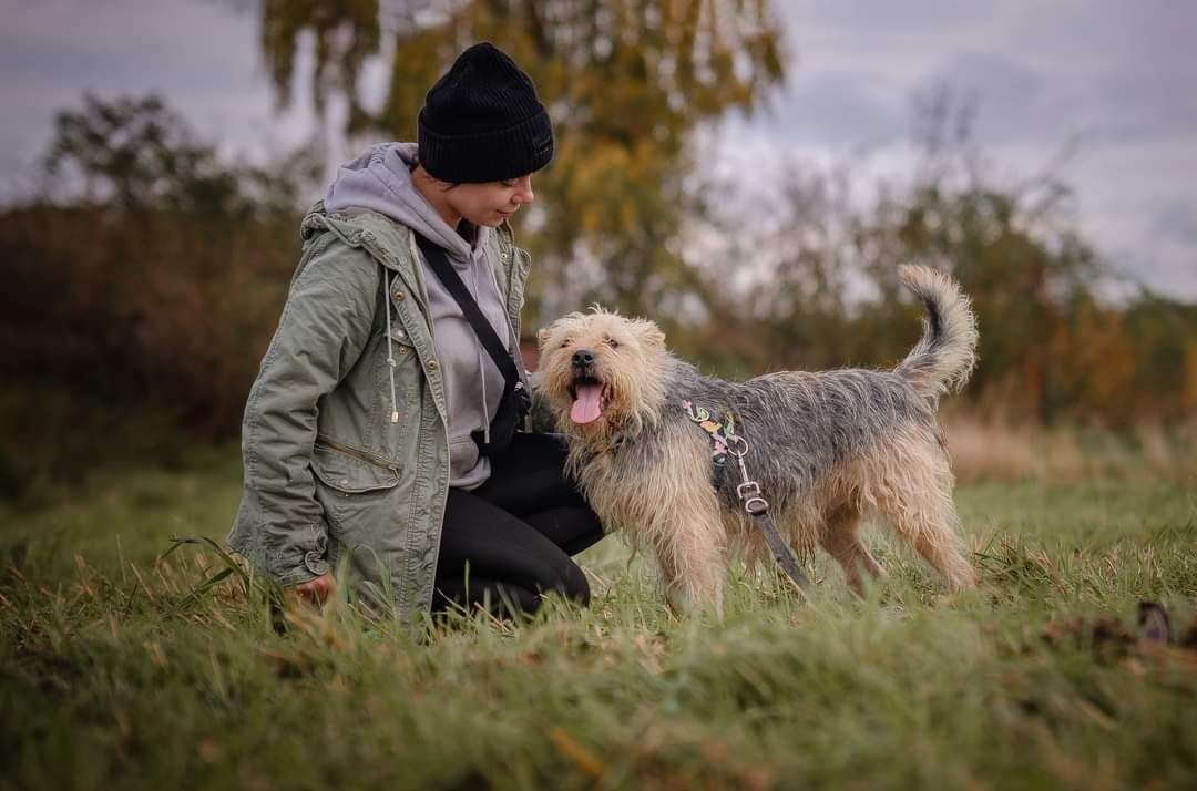 Kochany Basiek szuka domu - pies w typie terriera do adopcji