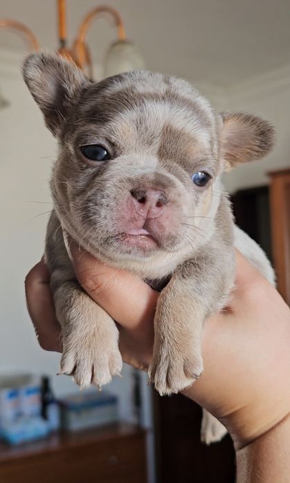 Bulldog Francês lilac merle tan fêmea