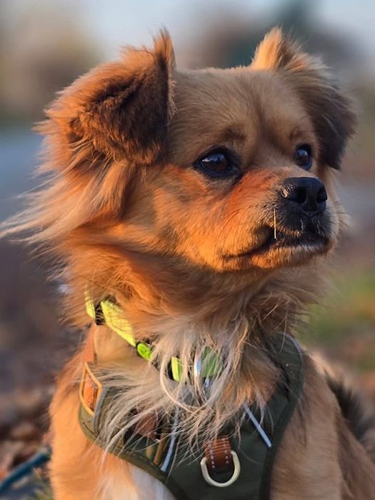 Malutki Ptyś szuka domku. Adopcja