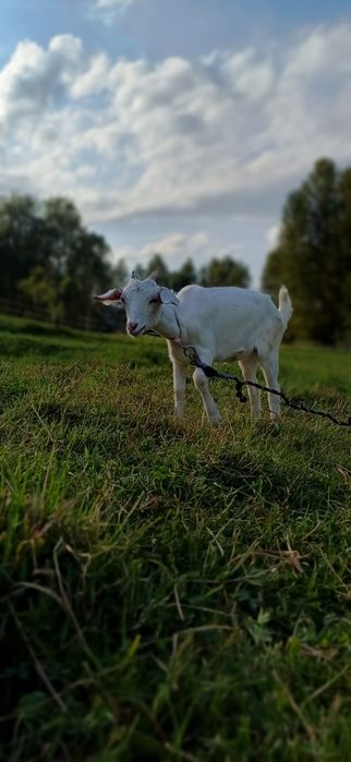 Kózka 50% anglonubijska Biała