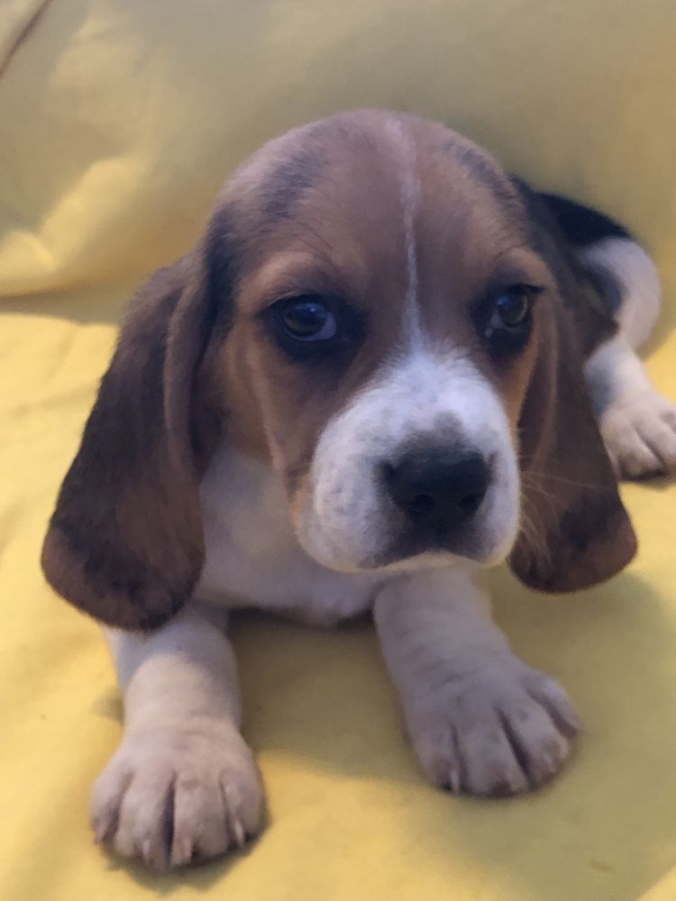 Beagle femea. com dois meses. Pronto para entrega