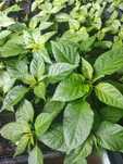 Sadzonki papryki chili - carolina reaper, habanero, jalapeno, trinidad