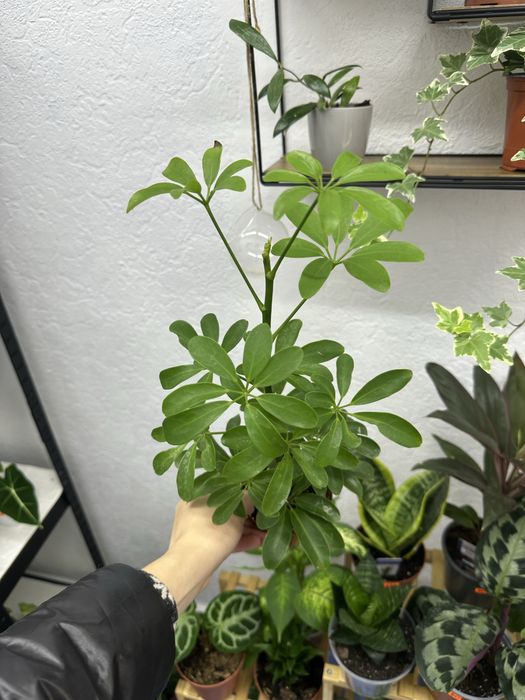 кімнатні квіти рослини