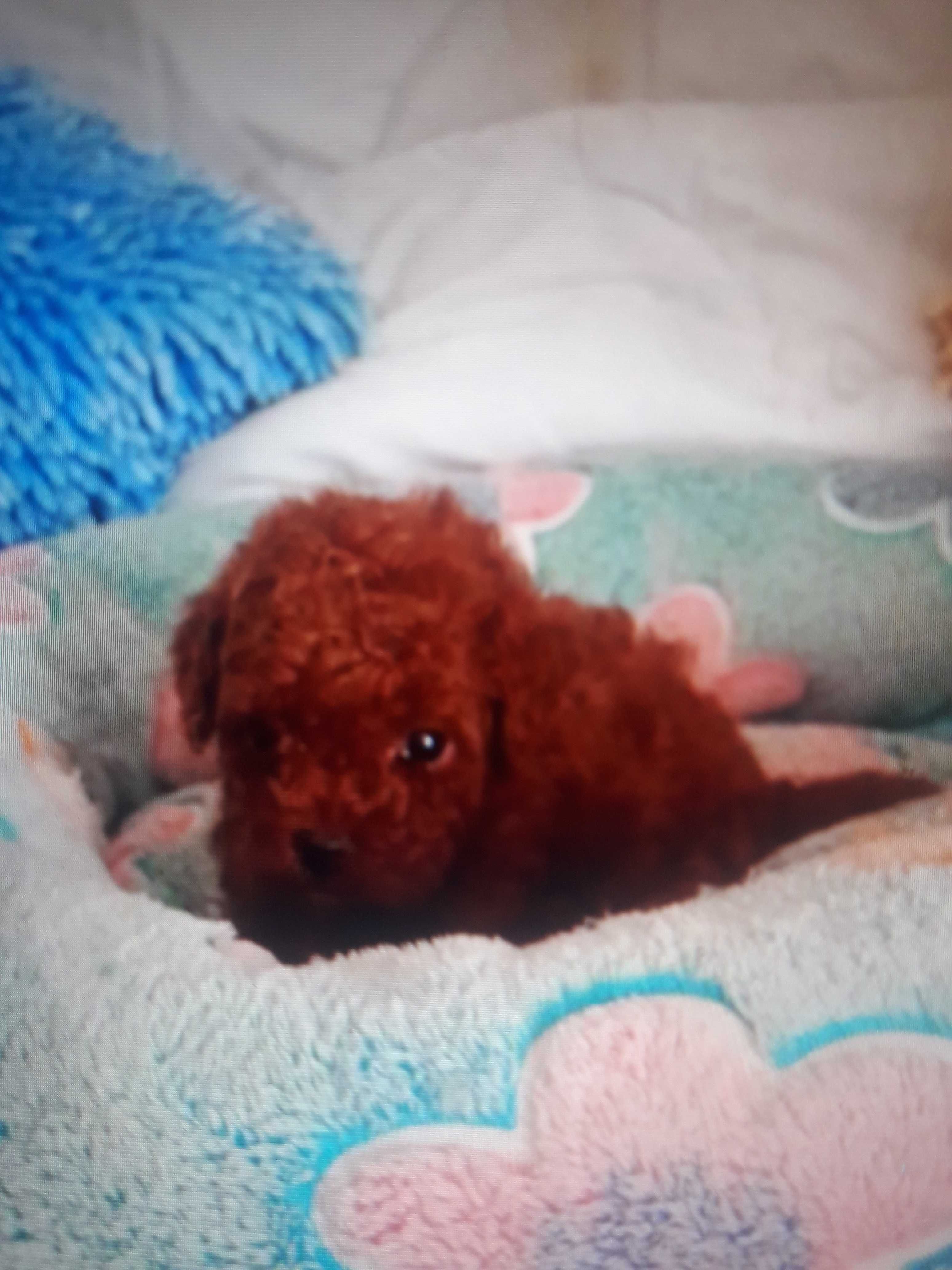 Pudelek Toy Red-brown - SUCZKA
