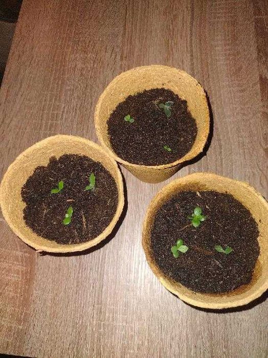 Żyworódka roślina lecznicza