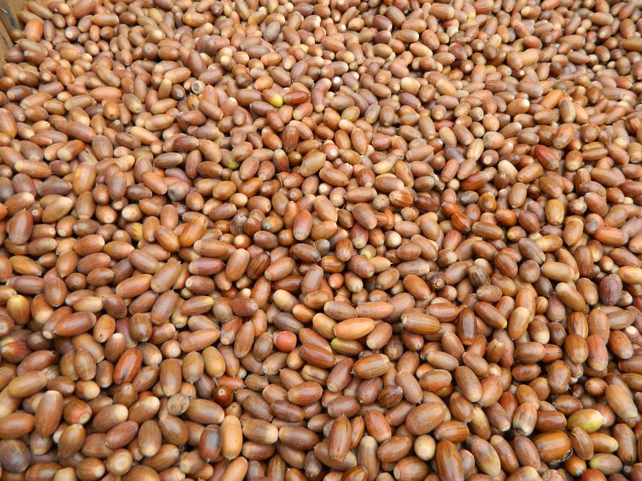 Żołędzie dębu szypułkowego nasiona dębu ( Quercus Robur )