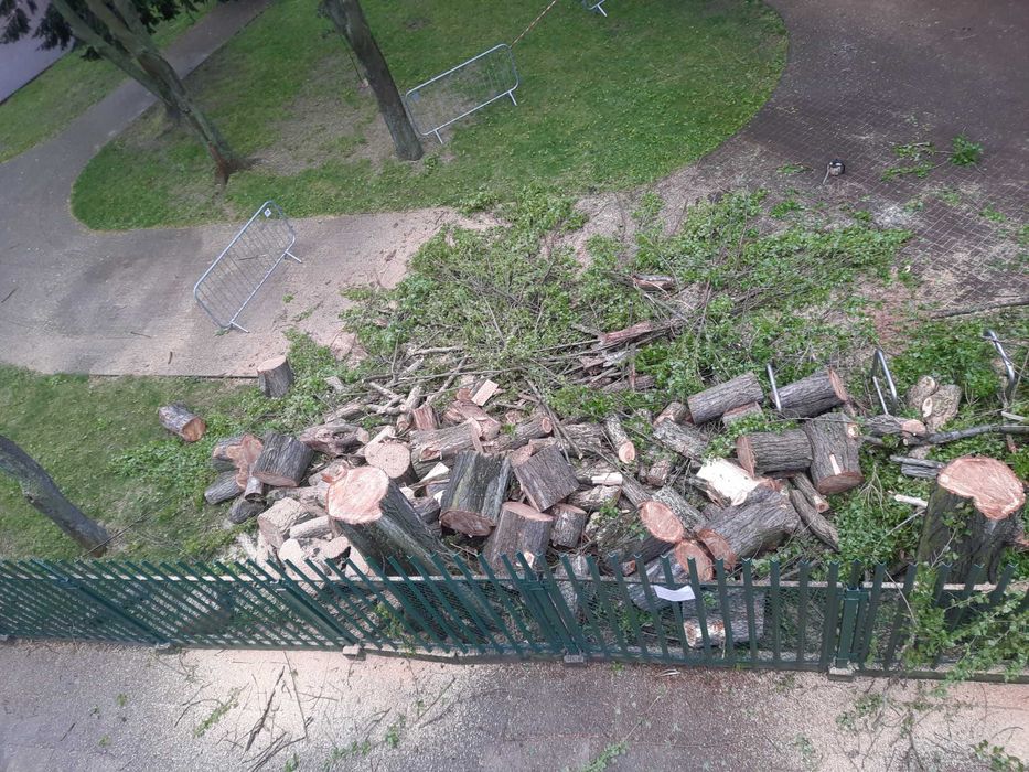 Wycinka drzew, pielegnacja drzew, podnośniki koszowe