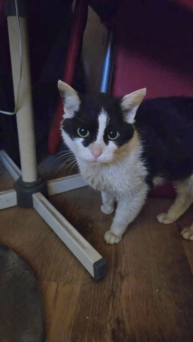 Kocurek Koleżka szuka lokum.