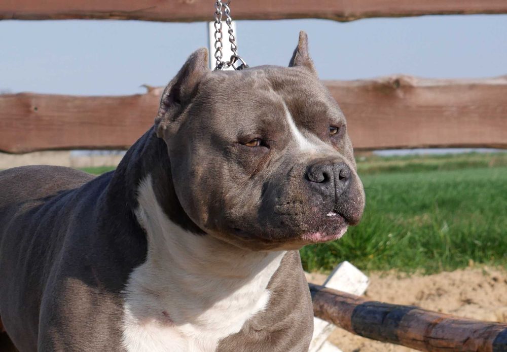 American Staffordshire Terrier ZKwP, Amstaff FCI, mocny piesek WINSTON