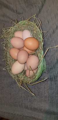 Jaja wiejskie 1,20zl sztuka  z wolnego wybiegu