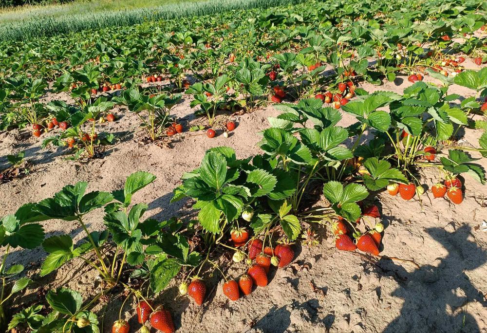 Sadzonki trustakwek (odmiana Roksana)