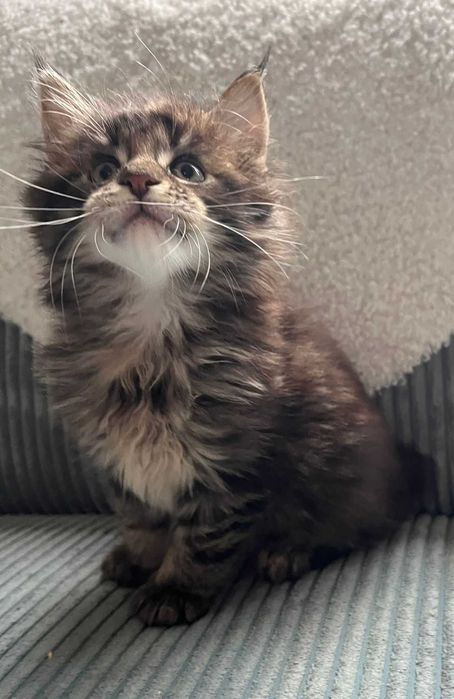 Kocurek XL Maine Coon n 23 linia shaded