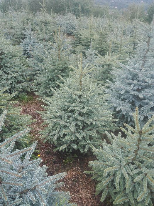 Choinki, jodła kaukaska ,cięte, doniczkowe Producent,Ruczaj, Bronowice