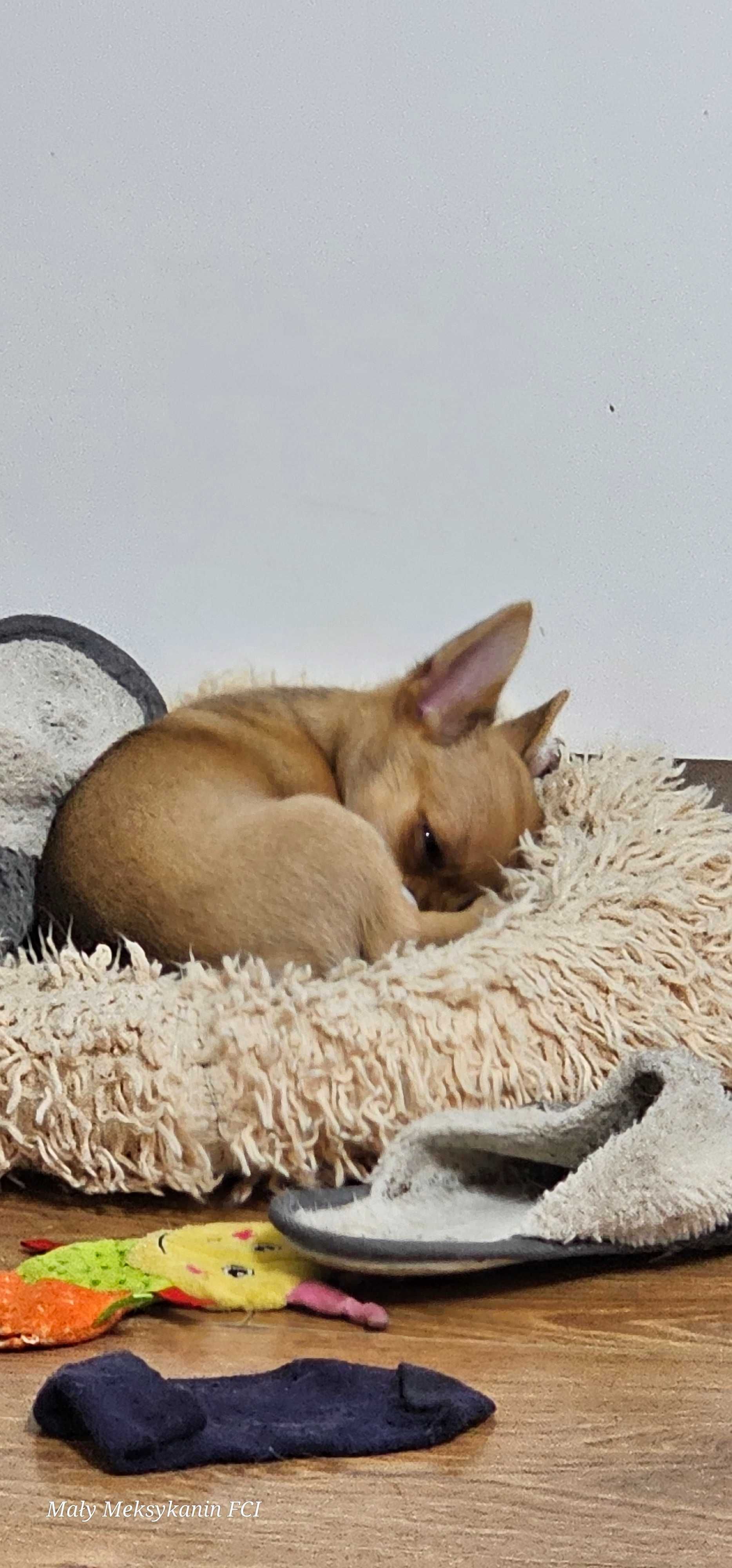 Chihuahua krótkowłosa  z metryką ZKwP FCI