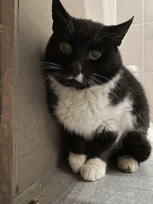 A123-Kotek szuka domu