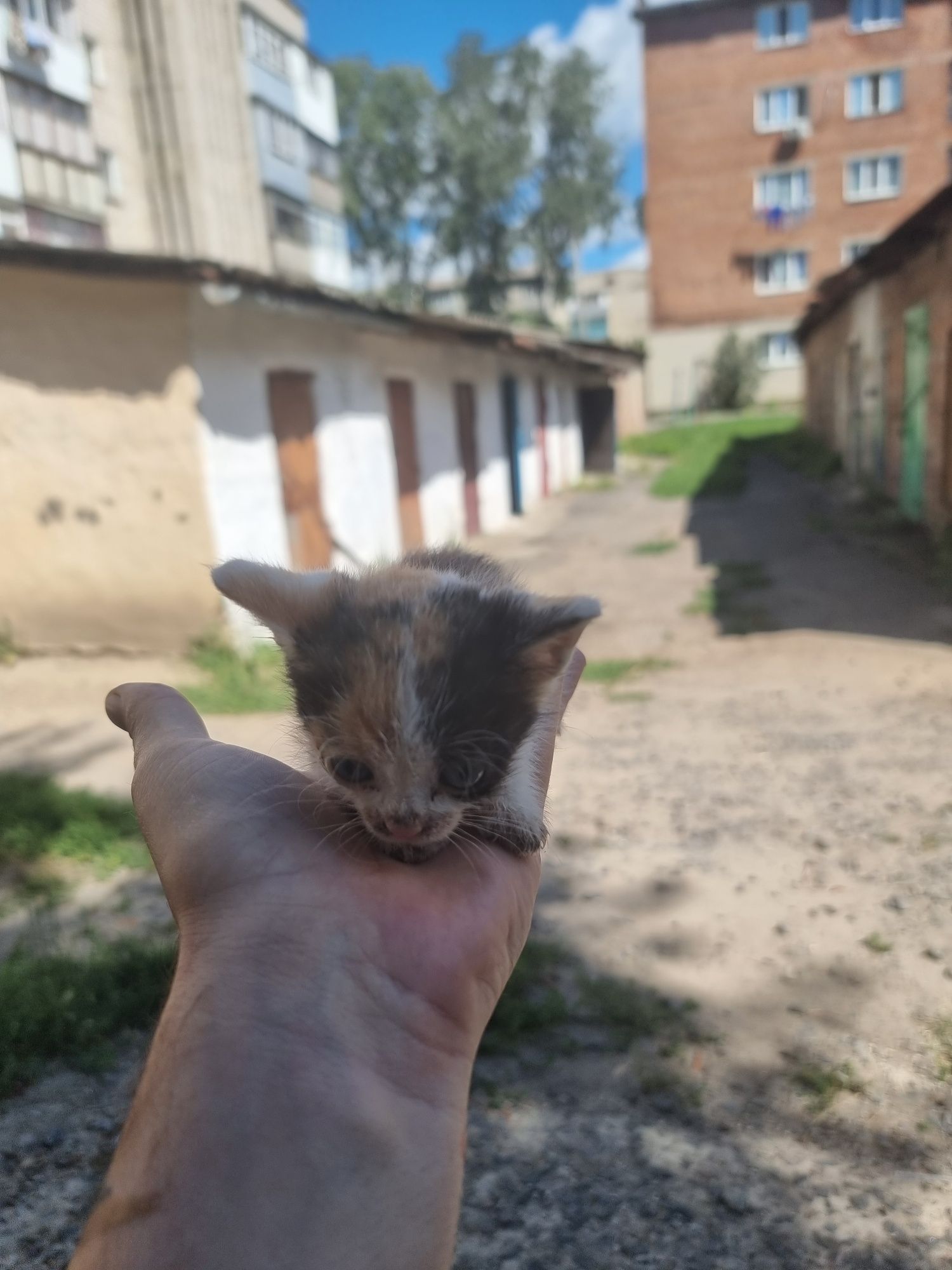Кошеня шукае родину