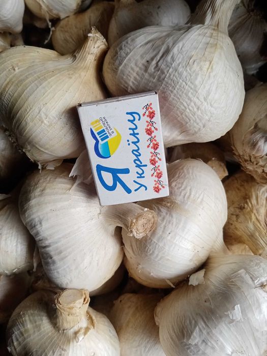 Продам рокамболь на посадку 1 кг 80.00