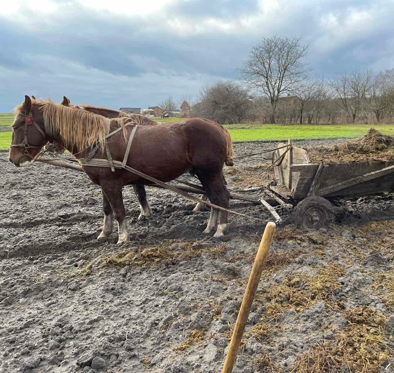 Продам       коня