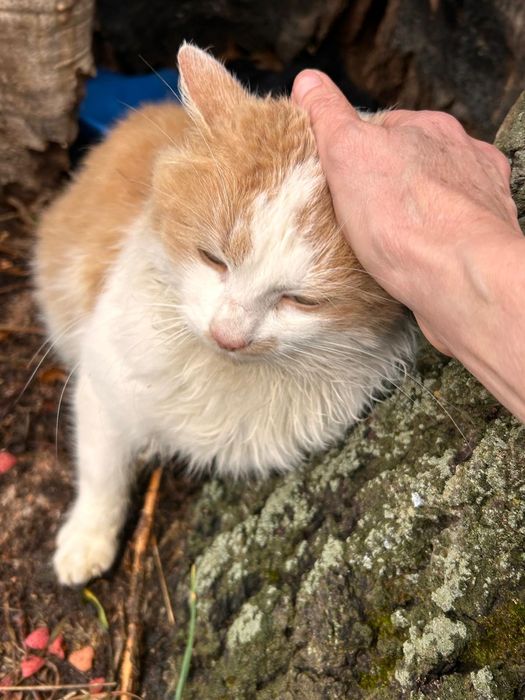 Котик в хороші руки