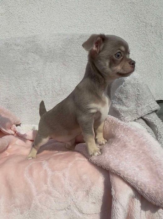 Chihuahua piękny piesek lilac tan z białymi znaczeniami