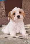York Suka Yorkshire terrier biało-złota, wyjątkowa gotowa do odbioru