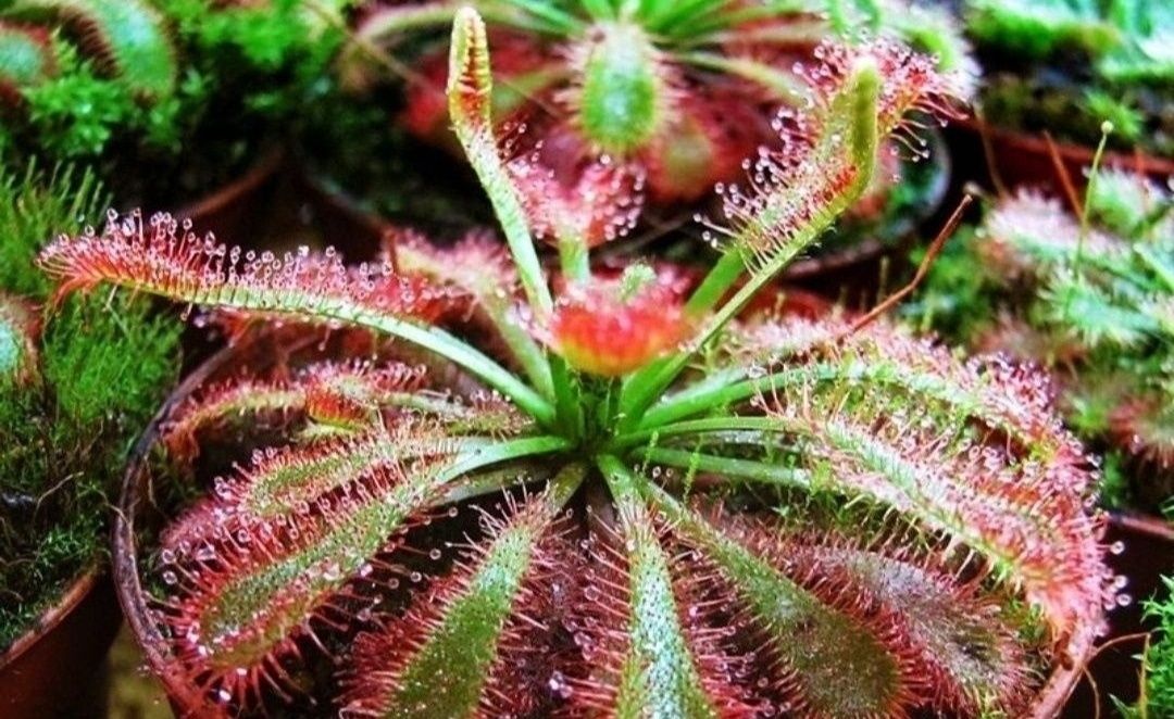 Nasiona rosiczki rosiczka Drosera spatulata var lovellae x50