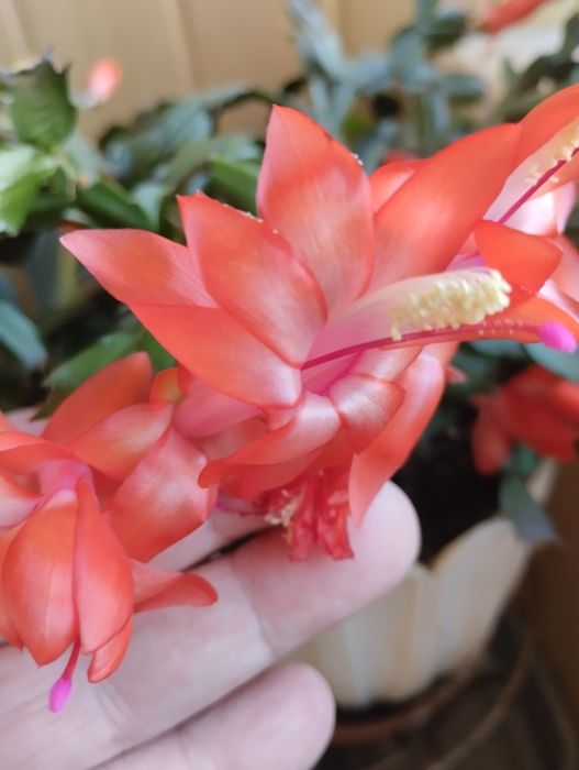 Свежесрез рождественника