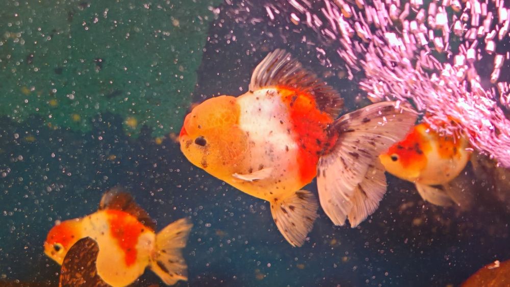 Welon oranda calico 10-12cm z polskiej hodowli Aquafizz Creative