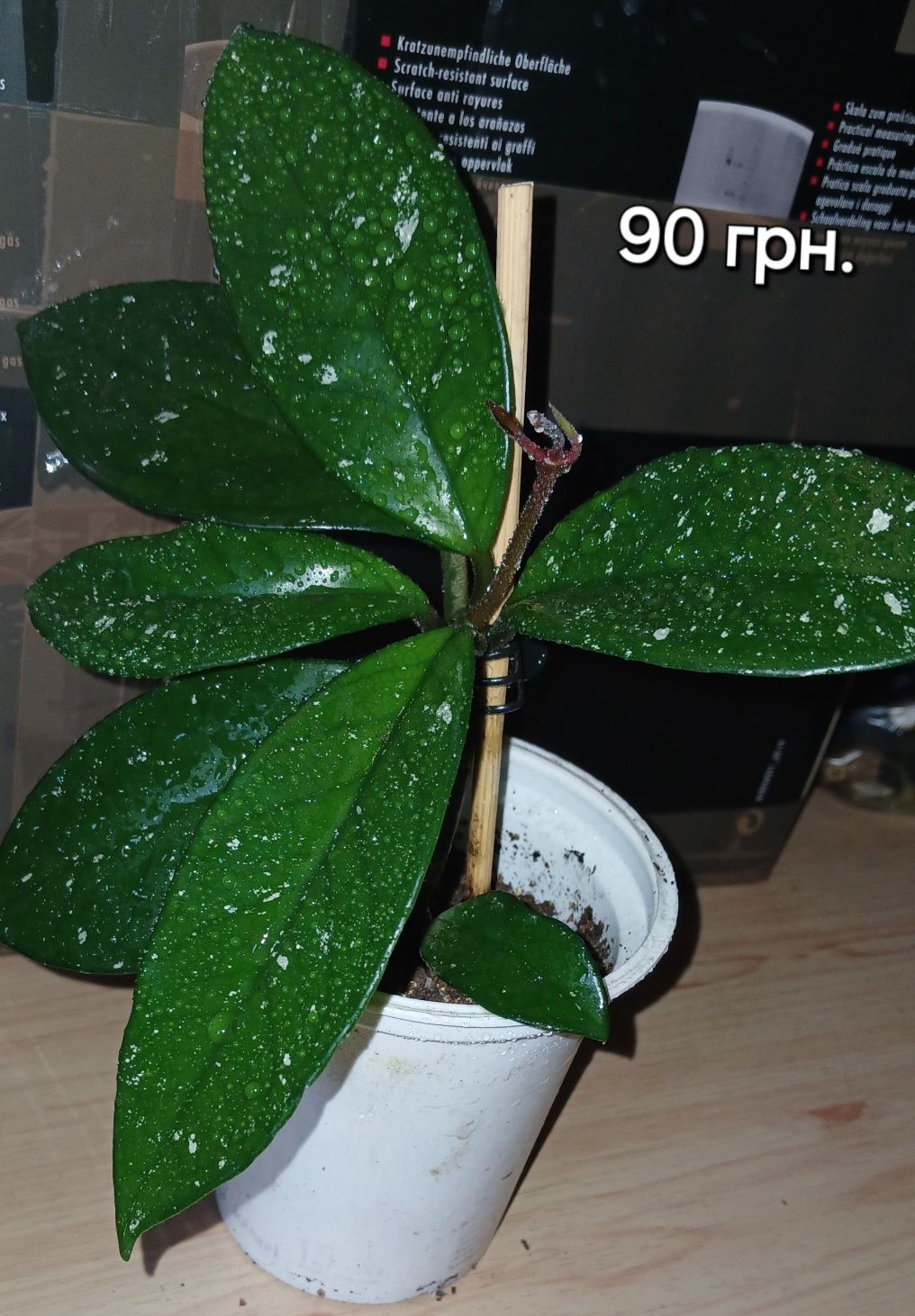 Рождественник Шлюмбергера (росточки)желтый,розовый с белым.Молочай Мил