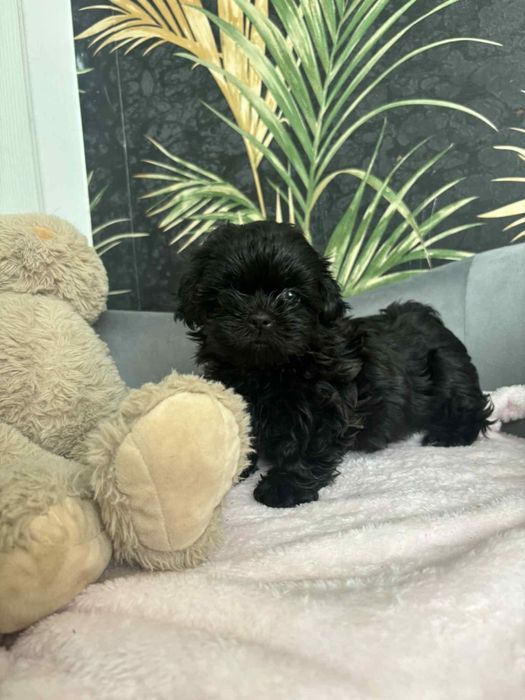 Czarna śliczna suczka Shih Tzu