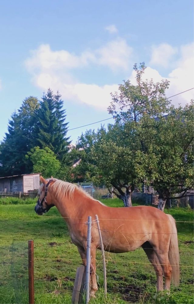 Sprzedam klacz rasy Haflinger