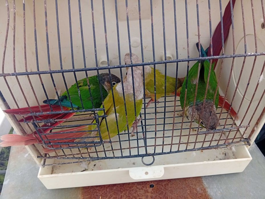 Red rumped pyrrulas bourks caturras e agapórnis