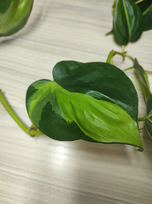 Сциндапсус, епіпремнум, кімнатні рослини,ліана