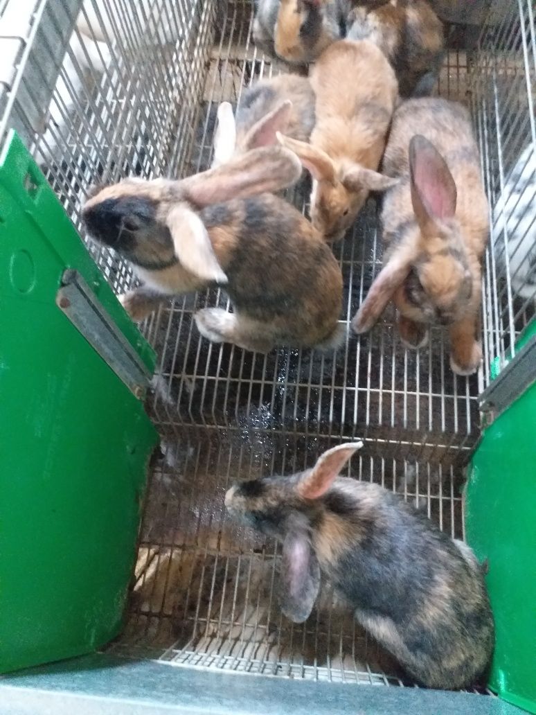 Coelhos tricolor