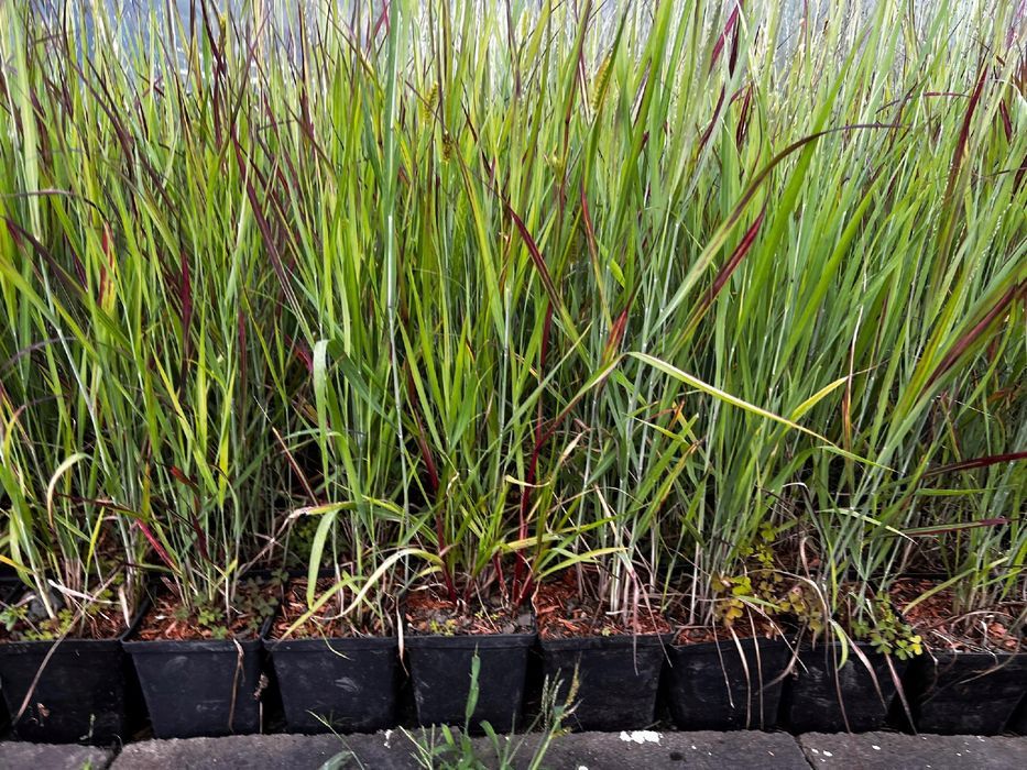 Proso rózgowate 'Sangria' Czerwona trawa (Panicum virgatum) 2.0L