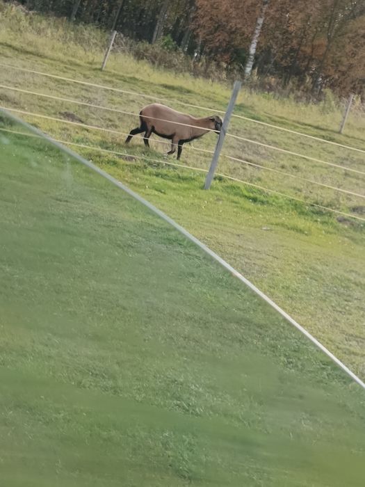 Witam mam do sprzedania kamerunka.