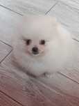 Pomeranian po rodzicach FCI