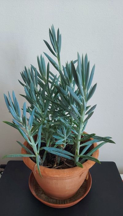 Starzec Senecio Aquarine Mount Everest