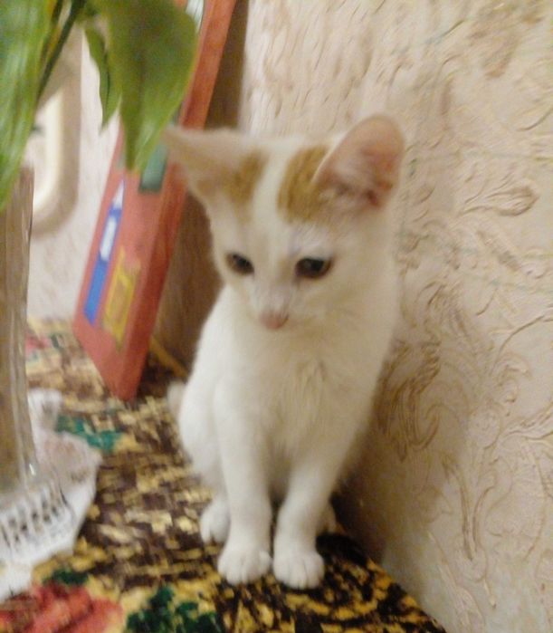 Кошенята в добрі руки