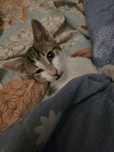 Piękny kocurek do adopcji