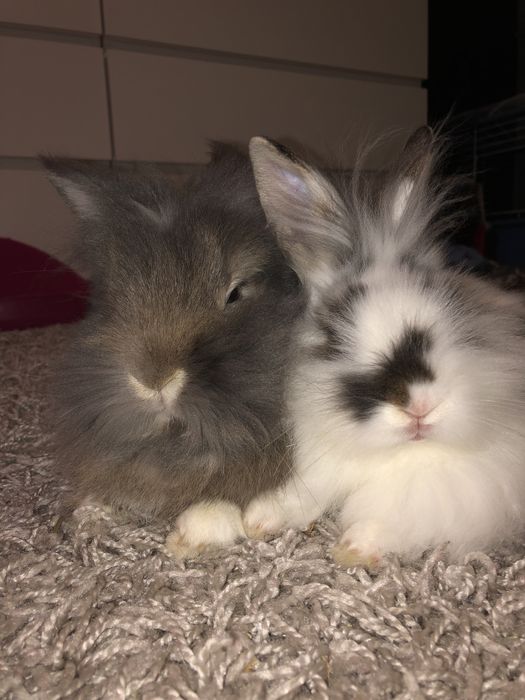 Króliki miniaturki z klatką