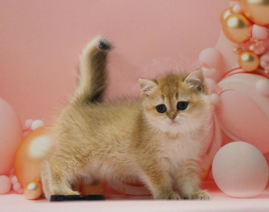 Дівчуля- красотуля для вас