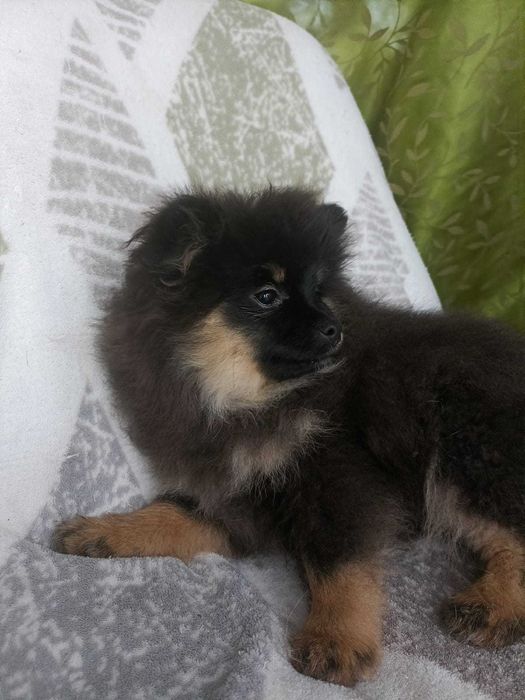 Wzorcowa suczka Małego Szpice Black and tan rodzice FCI