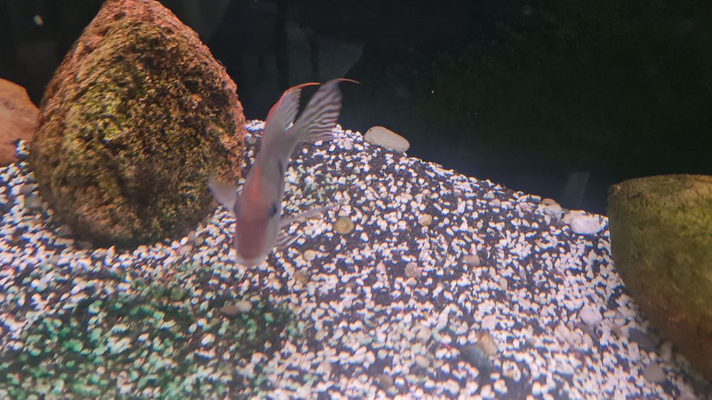 Ziemiojad Red Head Tapajos dorosły