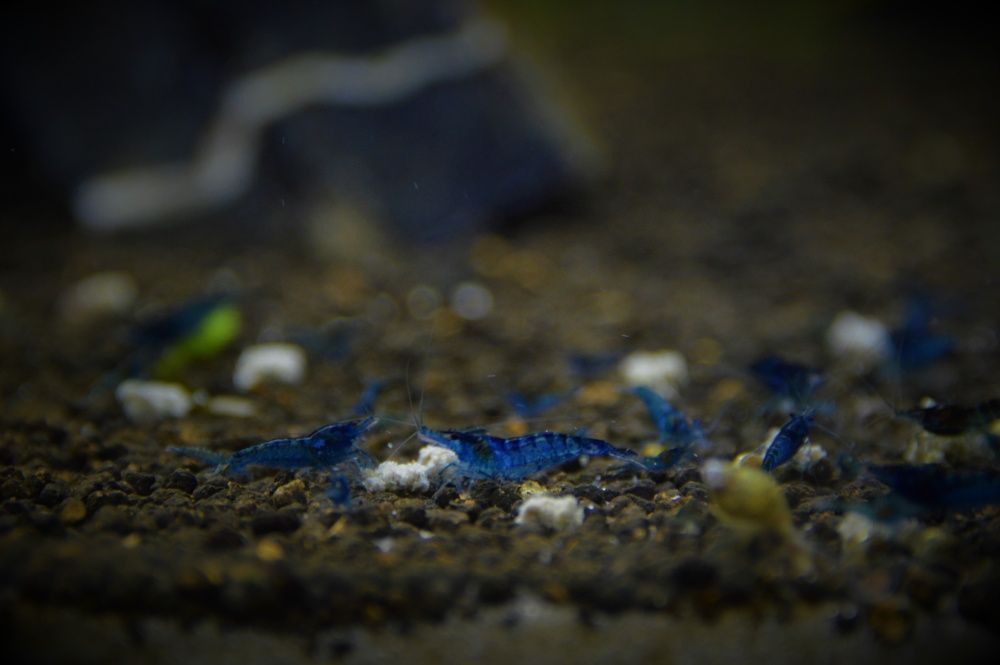 Neocaridina BLUE VELVET