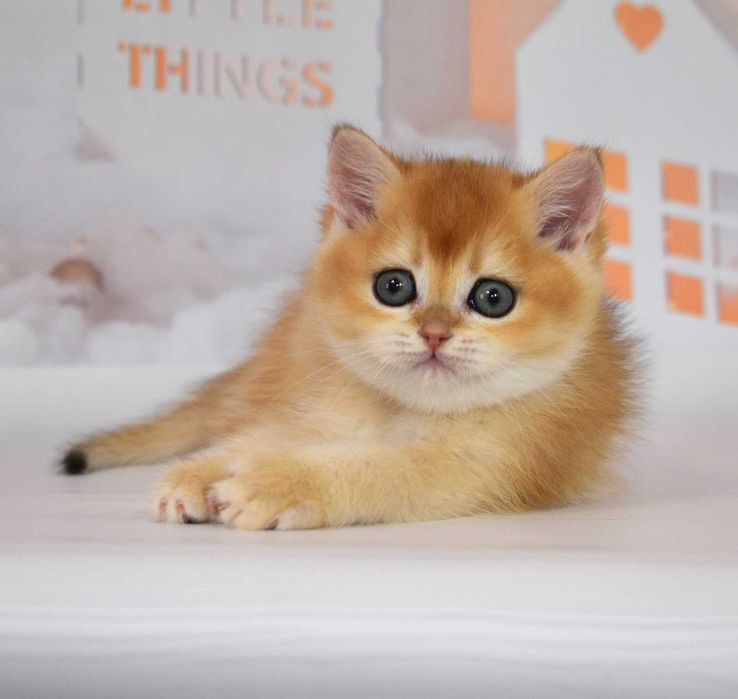 Британські хлопчик Ліон та Лемон