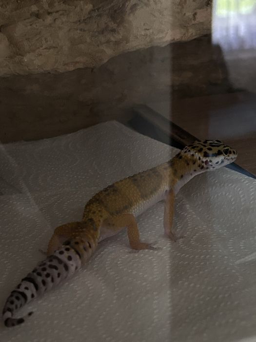 Gekon Lamparci OKAZJA