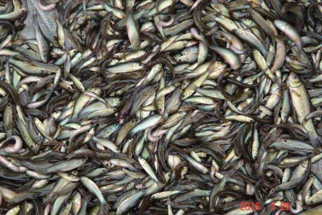 karp koi narybek rózne kolory 13-15cm